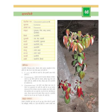 Ayurved Jadi Buti Rahasya- 1 अप्रैल 2017 - Image 3